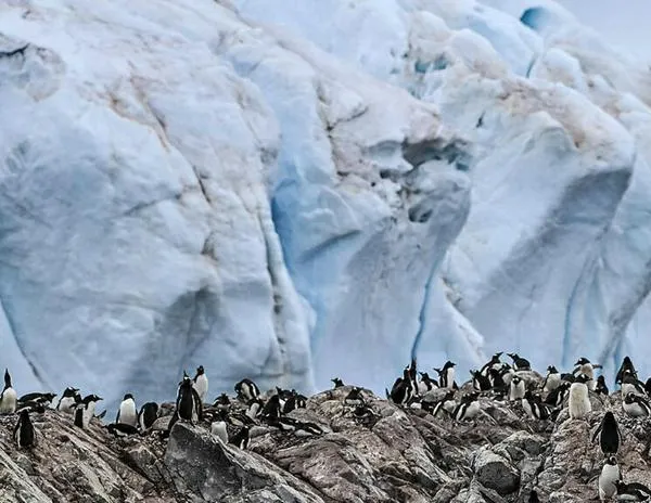 Los pingüinos, símbolo de burlas a los aranceles de Trump