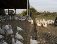 Los agricultores estadounidenses, golpeados por los recortes presupuestarios de Trump y Musk