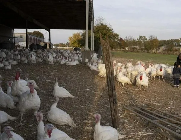 Los agricultores estadounidenses, golpeados por los recortes presupuestarios de Trump y Musk