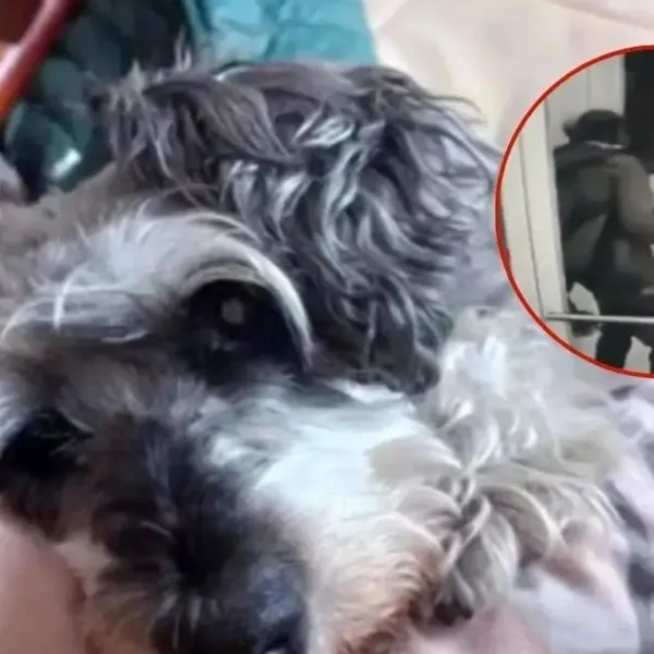 A mujer le robaron perro frente de conocido supermercado en Bogotá: qué pasó