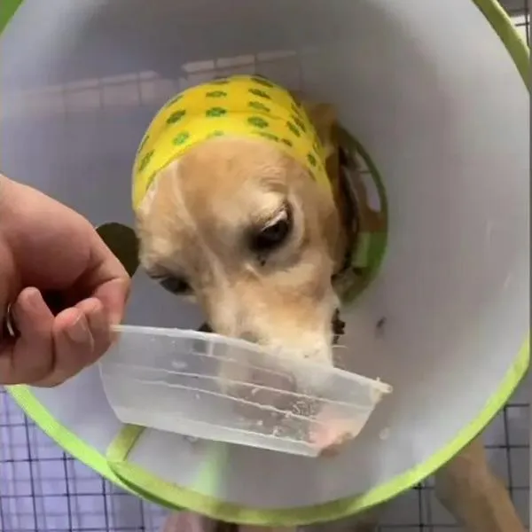 Sujeto en Candelaria (Valle) disparó a su perro, lo liberaron y lo pide de vuelta