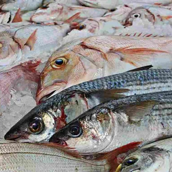 Pescado para Semana Santa: precio de mojarra y más en Éxito, Carulla y otros