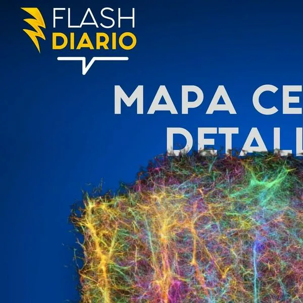 La sorprendente red neuronal que rompe récords en la neurociencia
