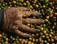 Aranceles: Donald Trump juega con los nervios de los bebedores de café estadounidenses