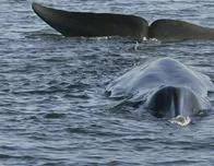 Suspenden la caza de ballenas en Islandia por segundo año consecutivo