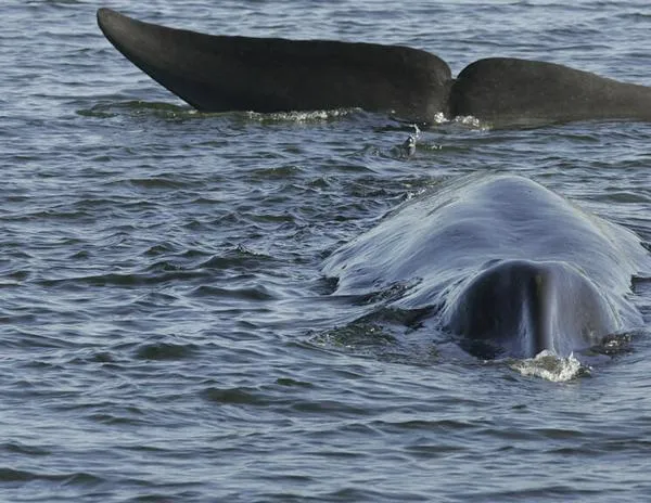 Suspenden la caza de ballenas en Islandia por segundo año consecutivo