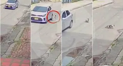 Momento en el que un gato es lanzado de un carro en movimiento en Bogotá