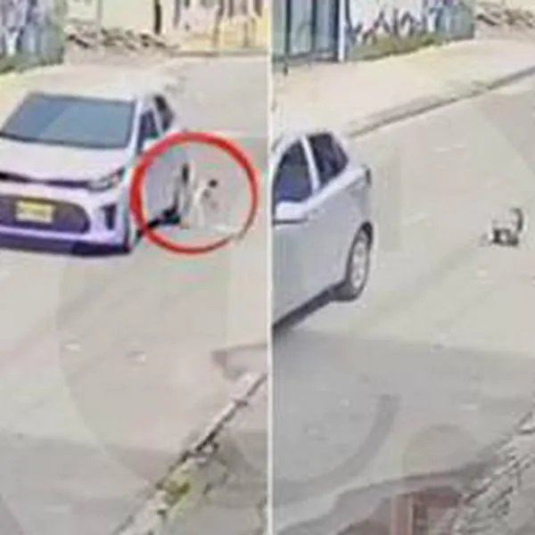Momento en el que un gato es lanzado de un carro en movimiento en Bogotá