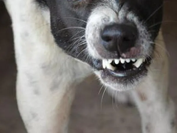 Nuevo ataque de perros callejeros en Bosa (Bogotá): un joven está grave