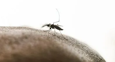 Fiebre amarilla en Tolima y Cundinamarca