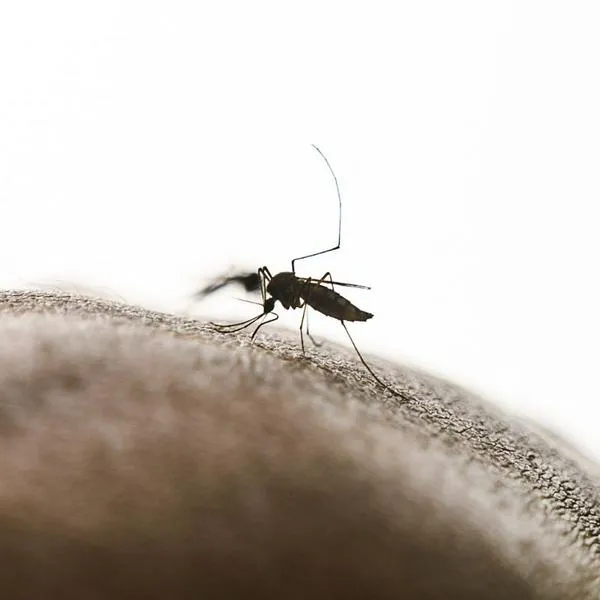 Fiebre amarilla en Tolima y Cundinamarca