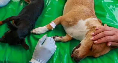Matan a perro que intentó proteger a vecino y hay conmoción en Barrancabermeja
