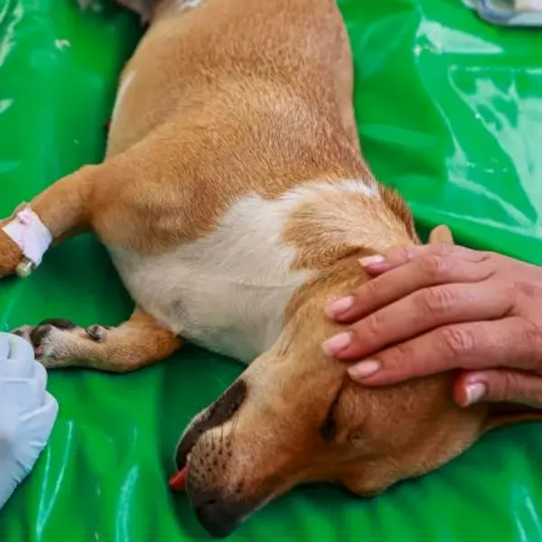 Matan a perro que intentó proteger a vecino y hay conmoción en Barrancabermeja