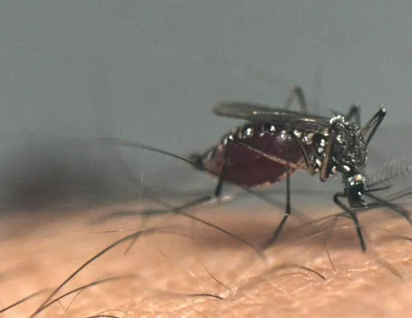 Colombia declara estado de emergencia por la fiebre amarilla