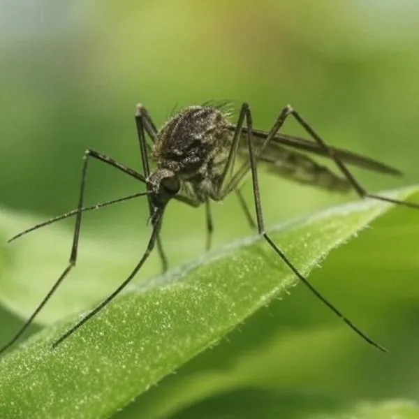 Muertes en Bogotá por fiebre amarilla: Galán confirmó la noticia y hay alerta