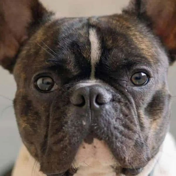 Dueños de perros pagarán más de $700.000 por documento obligatorio que no tienen