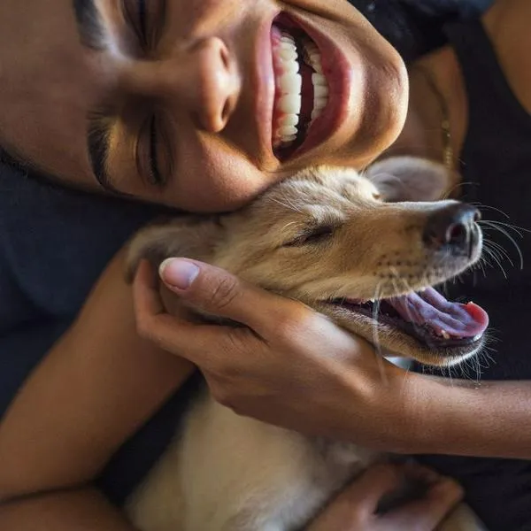 Mascotas no pueden ser embargadas por ley aprobada en Congreso: de qué trata
