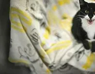 El abandono de mascotas se dispara en el Reino Unido debido a la inflación
