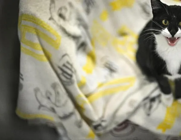 El abandono de mascotas se dispara en el Reino Unido debido a la inflación