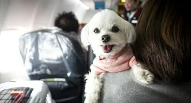 Transporte aéreo de mascotas seguro: en esto consiste el proyecto que lo regula