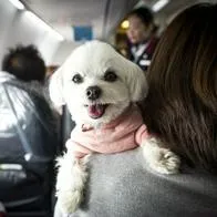 Transporte aéreo de mascotas seguro: en esto consiste el proyecto que lo regula