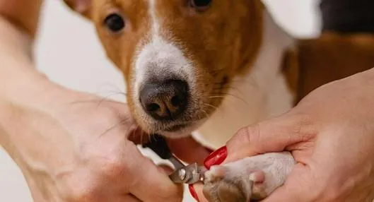 Foto de perro, en nota de cuánto vale un chip de identificación para perros en Colombia: así es el proceso