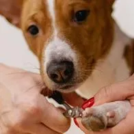 Foto de perro, en nota de cuánto vale un chip de identificación para perros en Colombia: así es el proceso