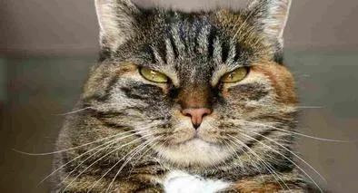 Multa de $200.000 que pagarían quienes tengan gatos en conjuntos por ley