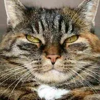 Multa de $200.000 que pagarían quienes tengan gatos en conjuntos por ley