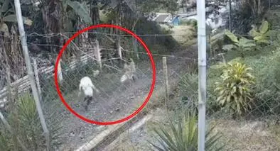 Niña habría sido abusada en Chinchiná Caldas por pastor evangélico