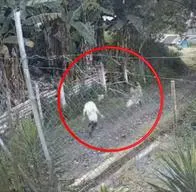 Niña habría sido abusada en Chinchiná Caldas por pastor evangélico