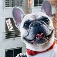 Personas que viven en arriendo les dan beneficio por mascotas: Ley los respalda