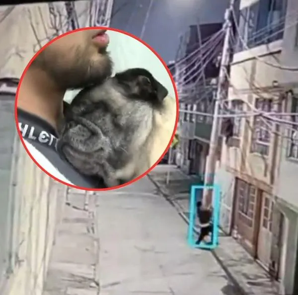 Pug ciega que fue recuperada, luego de ser robada de su casa por unos ladrones en Bogotá