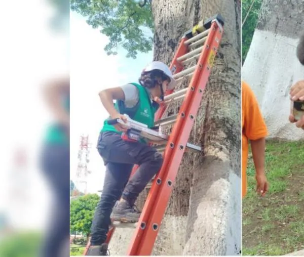 Bogotá y Caldas fortalecen lazos técnicos para el manejo sostenible del arbolado 