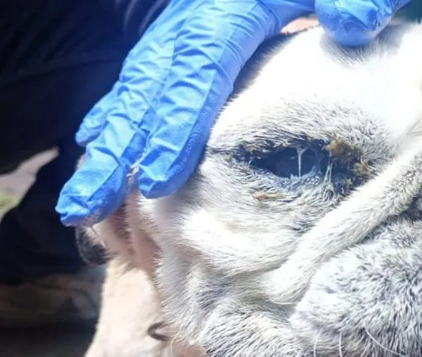 Distrito rescató perrita sobreexplotada para crías en vivienda de Bosa 