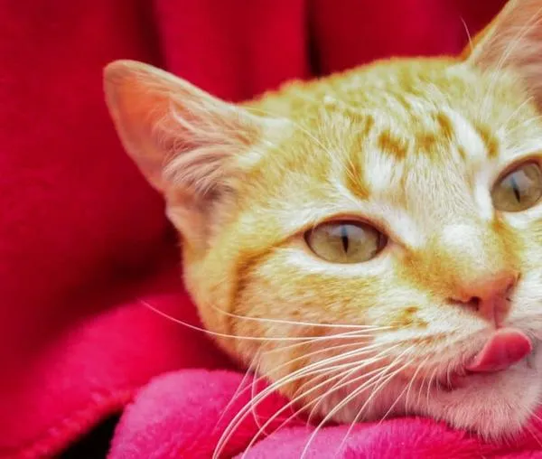 12 al 16 de mayo: esterilizaciones gratuitas para perros y gatos en Bogotá 