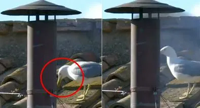 Video de gaviotas durante humo blanco en Vaticano previo a anuncio papa León XIV