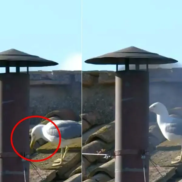 Video de gaviotas durante humo blanco en Vaticano previo a anuncio papa León XIV