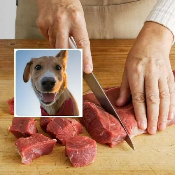 Fotos de carne y de perro, en nota de cómo saber si la carne que esta comiendo es de perro: revelan avisos de expertos