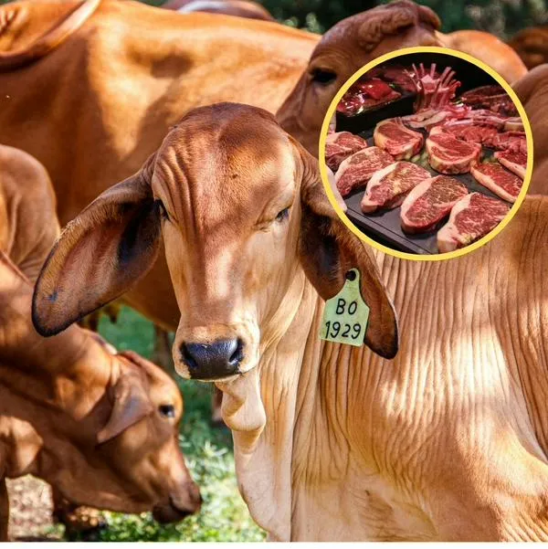 ¿Cuál es el matadero más grande de Colombia? Dos en Bogotá con carne barata 