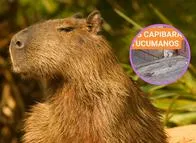 Niño se hace viral porque confundió a una rata con una capibara: video