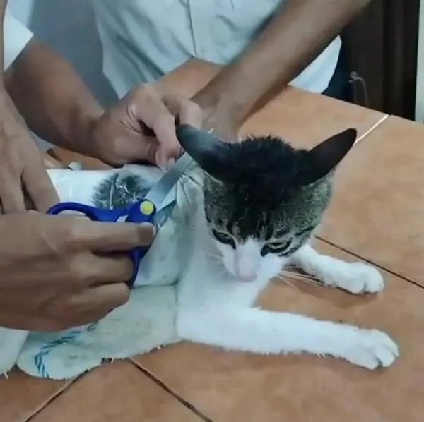 Gato sorprendido con drogas en Costa Rica