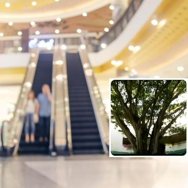 Foto de centro comercial y árbol, en nota sobre cuál centro comercial de Colombia tiene árbol con más de 120 años de existencia
