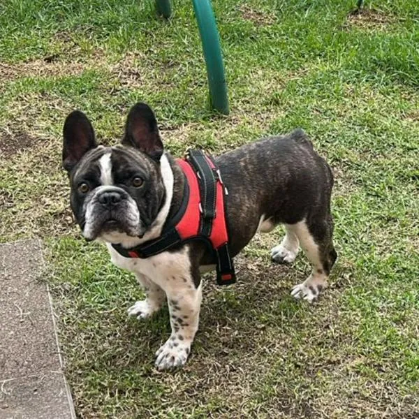 Dónde ir con perros en Bogotá: 'Mascotas al Parque', festival de Mundo Aventura