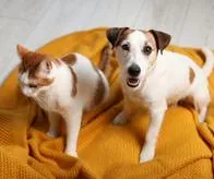 Mascotas en Bogotá