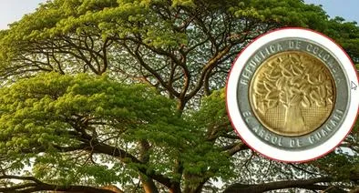 ¿Dónde se encuentra el árbol de la moneda de $ 500 en Colombia? Así puede llegar