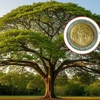 ¿Dónde se encuentra el árbol de la moneda de $ 500 en Colombia? Así puede llegar