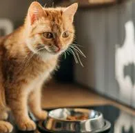 ¿Cuánto se cobra por cuidar un gato en Londres? Paga 325.000 pesos la hora
