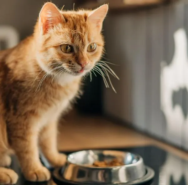 ¿Cuánto se cobra por cuidar un gato en Londres? Paga 325.000 pesos la hora