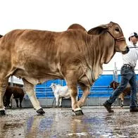 Cuánto vale una vaca brahman en Colombia 2025: es de las finas y deja millones